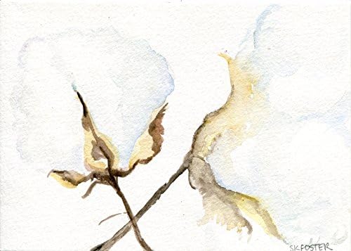 Cotton Watercolor Painting 5 x 7, original watercolor of cotton bolls