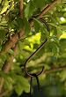 Large Bronze "S" Hook
