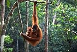 Swinging Safari