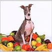 Excellent Italian Greyhound