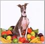 Excellent Italian Greyhound