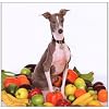 Excellent Italian Greyhound