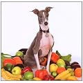 Excellent Italian Greyhound