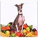 Excellent Italian Greyhound