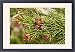 Framed Prints of Norway spruce in flower from Ardea Wildlife Pets