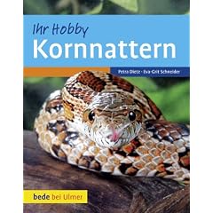 Kornnattern