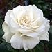 ROSE DIAMOND ANNIVERSARY - Diamond Wedding Anniver