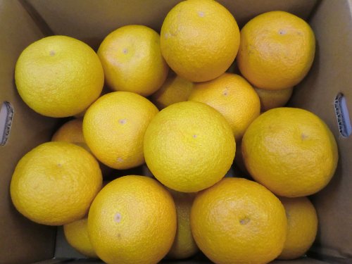 有田産　さつき（木成り八朔）