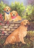 Golden Retriever Blank Note Cards by Renaud