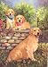 golden retriever - Golden Retriever Blank Note Cards by Renaud