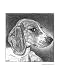 Beagle Animals Giclee Poster Print by Evelyn Morris Hecht, 16x20