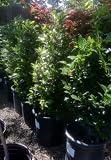 Bay Laurel Mini Cone Five Gallon Container