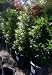 Bay Laurel "Mini Cone" Five Gallon Container