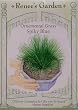 Ornamental Grass Spiky Blue Seeds