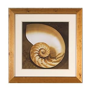 CAS Wall Décor Large Nautilus 28-by-38-Inch Framed Print