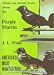 what you should know about the purple martin
