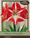 Stargazer Single Amaryllis Bulb