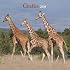 Giraffes 2008 Square Wall Calendar