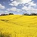 Yellow Field with Oil Seed Rape in Early Spring - 36