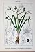 Flowers Sturms 1906 Ornithogalum Umbellatum Boucheanum
