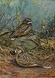IMAGE OF Wallmonkeys Peel and Stick Wall Decals - A Painting of a Nuttall's Poorwill and a Merrill's Pauraque - 60