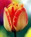 Darwin Hybrid Tulip Banja Luca 10 Bulbs - Strong Grower
