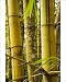 Photographic Prints of Peru, Amazon, Amazon River from AWL Discover Images