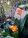 Orange Clivia Plant Premium Two Gallon