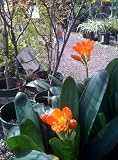Orange Clivia Plant Premium Two Gallon