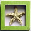 Green Bathroom Starfish Fish Seashell Shadow Box Wall Art