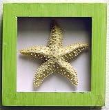 Green Bathroom Starfish Fish Seashell Shadow Box Wall Art