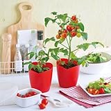 ハートの実がなるハートマト栽培セット[種から育てるミニトマトの栽培セット]