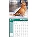 Golden Retrievers American Kennel Club 2015 Wall Calendar