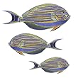 Sturgeon Fish Small Under the Sea Tropical Fish Bath Wall Mural Stickers