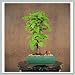 Bougainvillea Bonsai Tree VIII Bougainvillea Bonsai Tree VIII