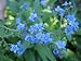 Chinese Forget Me Not Seeds - 1,000 Flower Seeds in Each Packet with Free Shipping