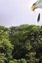 Cuauhtémoc: Descending Eagle