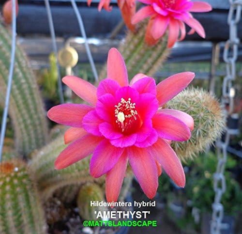 Chamaecereus, Hildewintera Hybrid 'AMETHYST,' Echinopsis, 1 Gallon, Orchid Cactus, 2+ Rooted Plants