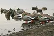 GHG Full Body Mallard Resters and Sleepers Duck Decoys