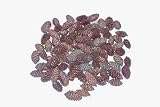 100 Natural White Spruce Pine Cones