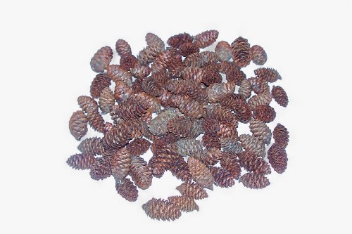 100 Natural White Spruce Pine Cones