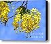 Blossoms of the Golden Chain Tree Canvas Print / Canvas Art - Artist Yali Shi