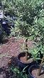 Centennial Kumquat Tree, Semi Dwarf Five Gallon