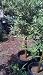 Centennial Kumquat Tree, Semi Dwarf Five Gallon