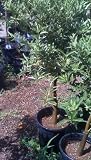 Centennial Kumquat Tree, Semi Dwarf Five Gallon