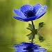 Blue Anemone Flower with Waterdrops - 24