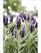 Photographic Prints of French lavender (Lavandula stoechas) from Science Photo Library