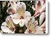Desert Willow Canvas Print / Canvas Art - Artist Ellen Henneke