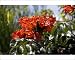Photographic Prints of WAT-11607 African Tulip-Tree from Ardea Wildlife Pets