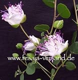 Eigenschaften fesaja-versand  / echte Kaper, Kapernstrauch / Capparis spinosa (Saatgut, Samen)